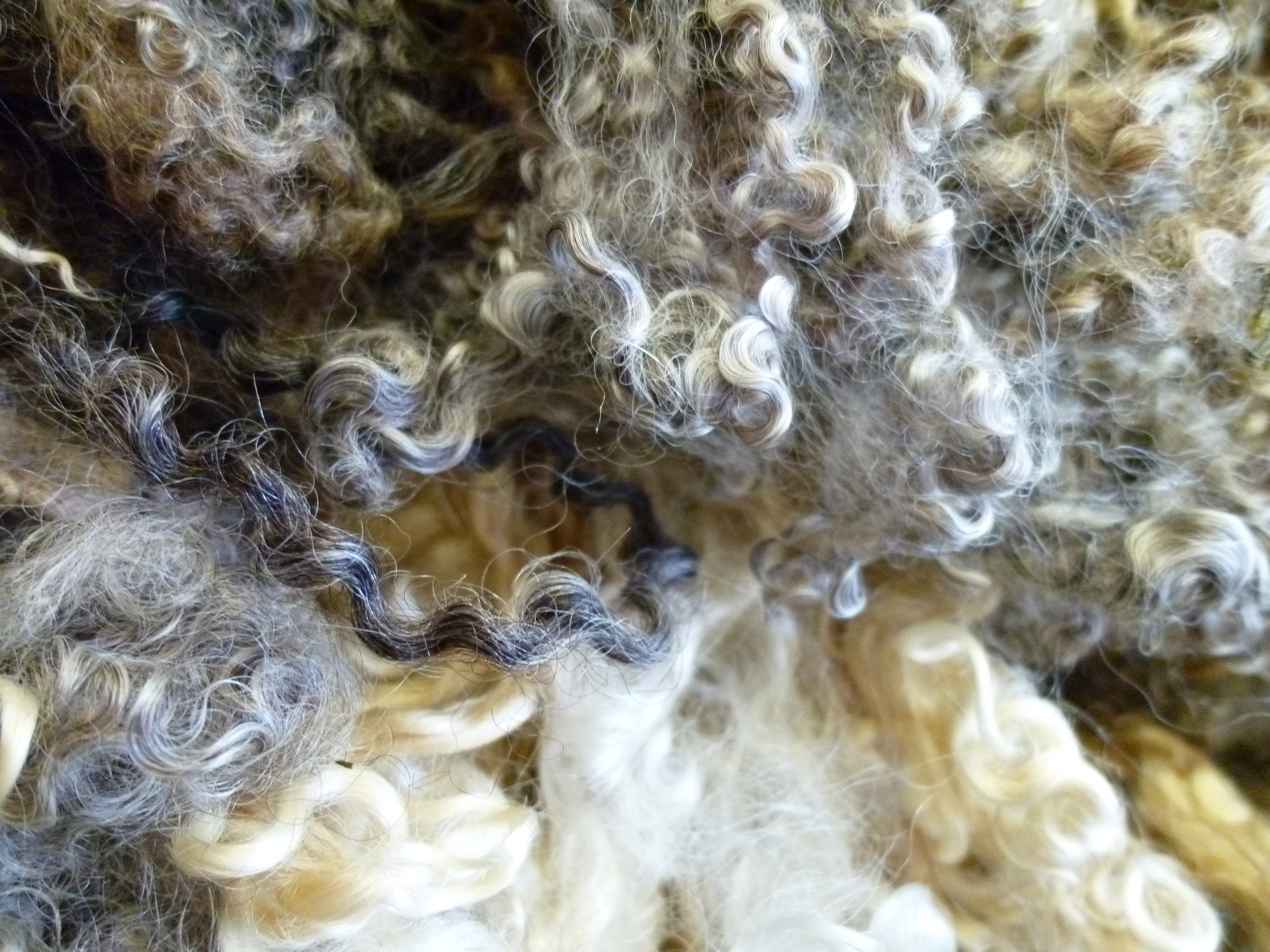 Возникновение шерсти. Шерстяное волокно. Волокна овечьей шерсти. Шерсть сырье. Текстильные волокна шерсть.